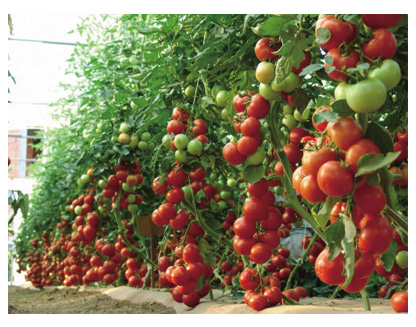 西紅柿使用效果